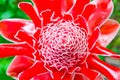 Torch ginger