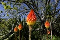 Torch Lily Flower