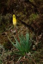 Torch Lily - Kniphofia foliosa Royalty Free Stock Photo