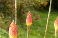 Torch lily Kniphofia uvaria Royalty Free Stock Photo