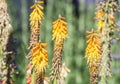 Torch lily - Kniphofia uvaria in the garden Royalty Free Stock Photo