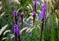 lush flower bed with sage blue and purple flower combined with yellow ornamental grasses lush green color perennial prairie flow