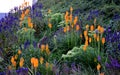 Lush flower bed with sage blue and purple flower combined with yellow ornamental grasses lush green color perennial prairie flower