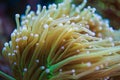 Torch Soft Coral Reef Royalty Free Stock Photo