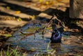 Tordo Renegrido bird playing around water. Royalty Free Stock Photo