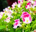 Torenia flower Royalty Free Stock Photo