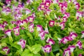 Torenia flower Royalty Free Stock Photo