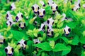 Torenia fournieri Lindl or Wishbone flower blooming in field plant. Royalty Free Stock Photo