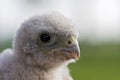 Torenvalk, Common Kestrel, Falco tinnunculus Royalty Free Stock Photo