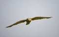 Torenvalk, Common Kestrel, Falco tinnunculus