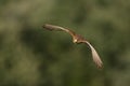 Torenvalk, Common Kestrel, Falco tinnunculus Royalty Free Stock Photo