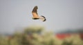 Torenvalk, Common Kestrel, Falco tinnunculus Royalty Free Stock Photo