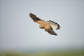 Torenvalk, Common Kestrel, Falco tinnunculus Royalty Free Stock Photo