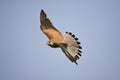 Torenvalk, Common Kestrel, Falco tinnunculus