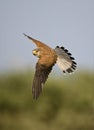 Torenvalk, Common Kestrel, Falco tinnunculus Royalty Free Stock Photo