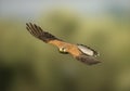 Torenvalk, Common Kestrel, Falco tinnunculus Royalty Free Stock Photo