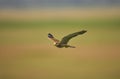 Torenvalk, Common Kestrel, Falco tinnunculus Royalty Free Stock Photo