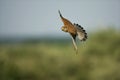 Torenvalk, Common Kestrel, Falco tinnunculus