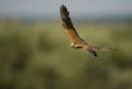 Torenvalk, Common Kestrel, Falco tinnunculus Royalty Free Stock Photo