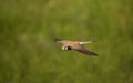 Torenvalk, Common Kestrel, Falco tinnunculus