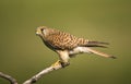 Torenvalk, Common Kestrel, Falco tinnunculus Royalty Free Stock Photo