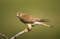 Torenvalk, Common Kestrel, Falco tinnunculus