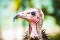 torgos, Vulture detail scavenger head with large beak and intense look Royalty Free Stock Photo