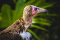 scavenger, Vulture detail scavenger head with large beak and intense look Royalty Free Stock Photo