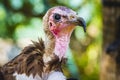 bird, Vulture detail scavenger head with large beak and intense look Royalty Free Stock Photo