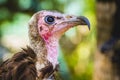 Vulture detail scavenger head with large beak and intense look Royalty Free Stock Photo
