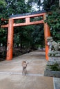 Tori at TÃÂdai-ji temple Daibutsu, Nara, Japan