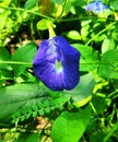 Toria Ternatea Flower With Amazing Color Royalty Free Stock Photo