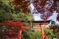 Torii gate in Arakura Sengen shrine with red maple foliage leaf Royalty Free Stock Photo