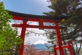 Torii Gate with Mount Fuji Mt. Fuji in cherry blossoms Royalty Free Stock Photo