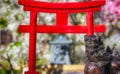 Red Torii Gate and Lion Dog