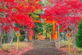 Torii gate to chureito pagoda in autumn Royalty Free Stock Photo