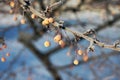 Toringo crab apple fruits in winter