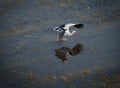 Tork starting to fly at aiguamolls d`Emporda Royalty Free Stock Photo