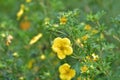 Tormentil or Potentilla erecta flower, selective focus Royalty Free Stock Photo