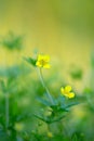 Tormentil, Potentilla erecta, this plant is used in herbal medicine