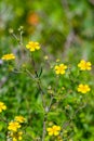 Tormentil or Potentilla erecta. Wild plants background Royalty Free Stock Photo