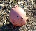 Torn dirty head of an old retro doll, close-up,