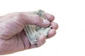 Torn half of a dollar bill in your hand Royalty Free Stock Photo