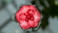 Torn Japanese camellia flower floating on the water surface. Long width banner