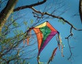 A torn kite tangled in tree branches with visible tearing and twists symbolizing unmet expectations