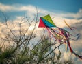 A torn kite tangled in tree branches with visible tearing and twists symbolizing unmet expectations