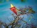 A torn kite tangled in tree branches with visible tearing and twists symbolizing unmet expectations