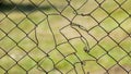 a torn metal mesh, in the photo a metal mesh on a green background