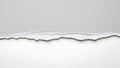 Torn paper edge on light gray background Royalty Free Stock Photo