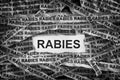 Torn pieces of paper with the word Rabies